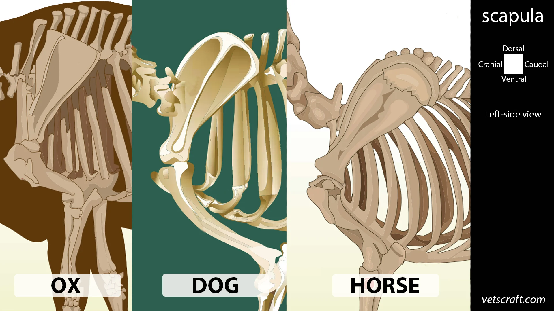 Scapula bone of Ox, Dog, Horse, Fowl, Rabbit, Pig, Sheep & Goat