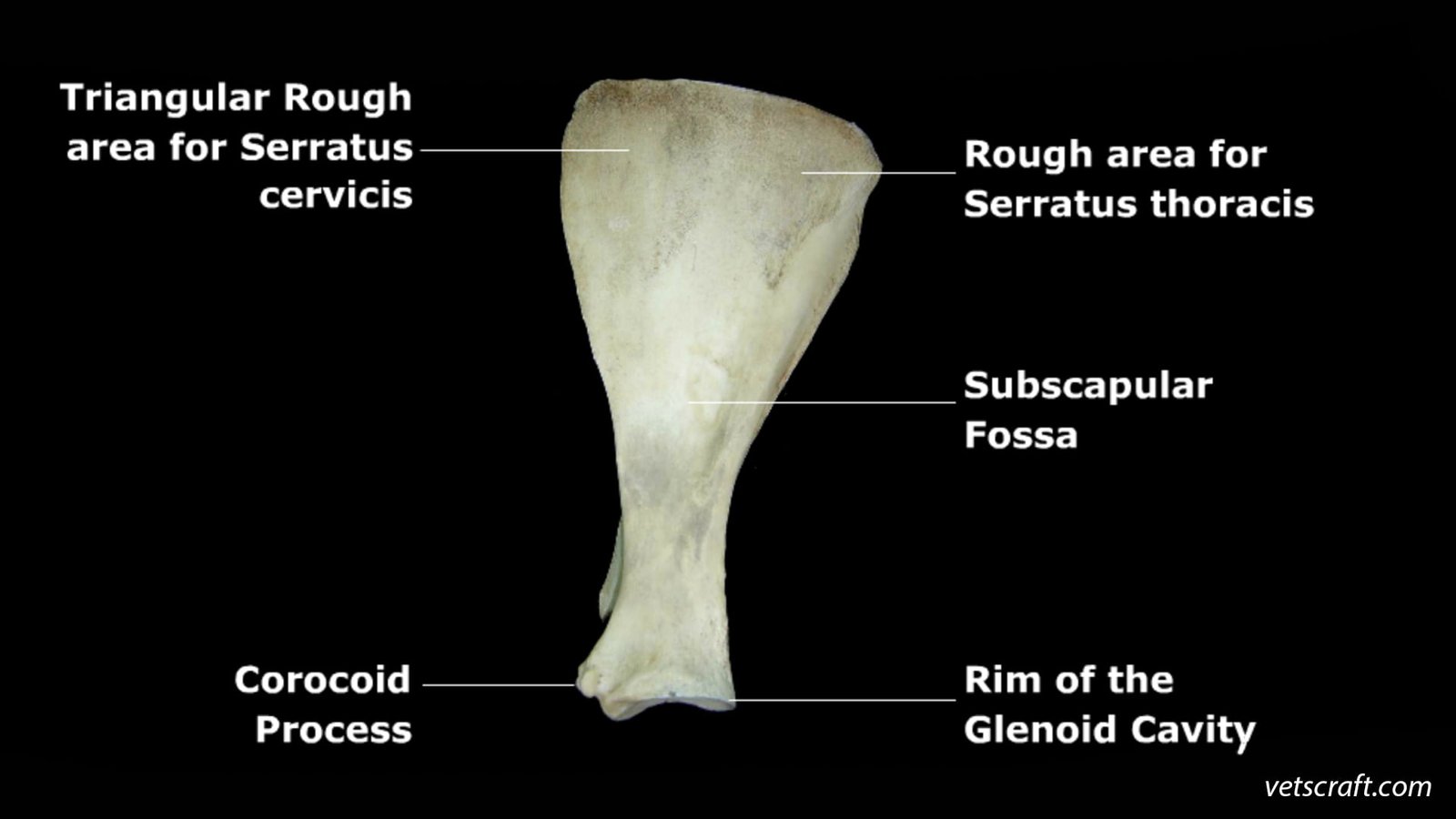 Scapula bone of Ox, Dog, Horse, Fowl, Rabbit, Pig, Sheep & Goat