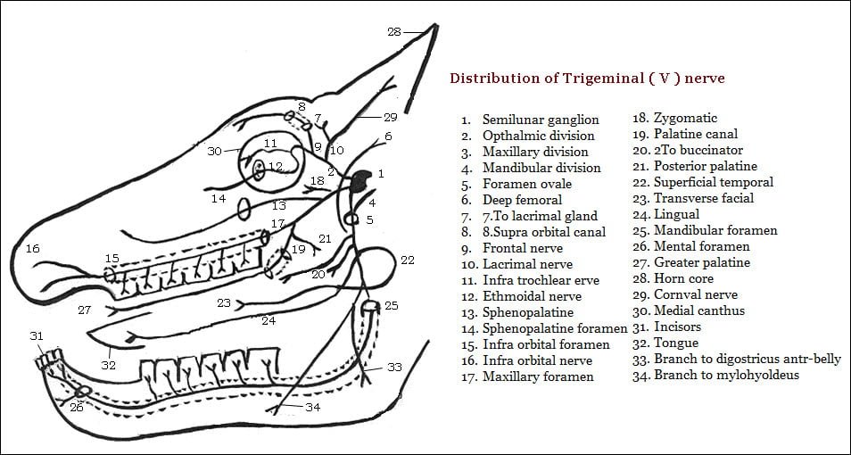 Trigeminal nerve Anatomy - The Mandibular nerve 