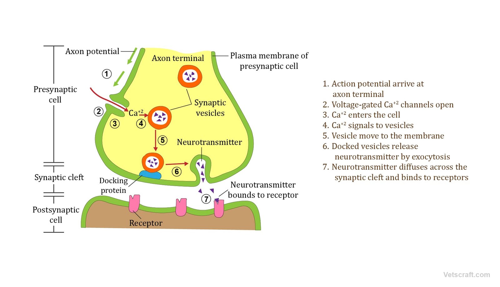 048-Mechanism-of-synaptic-transmission-Synaptic-Transmission-of-Impulse