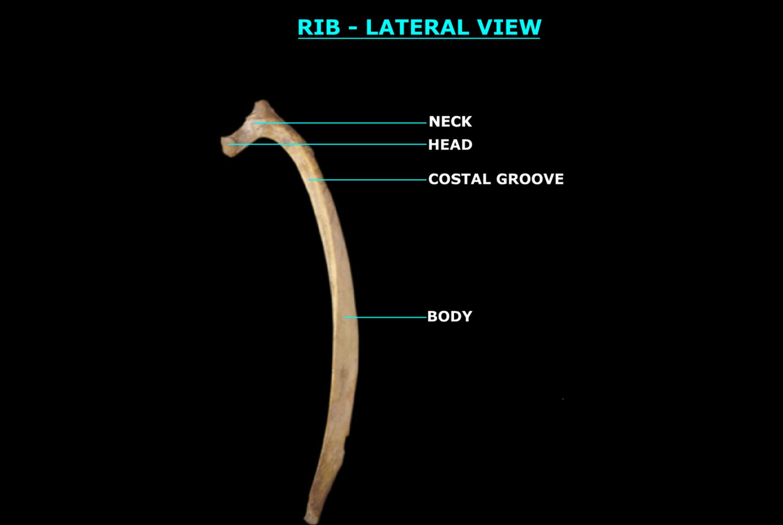 RIB (LATERAL VIEW)