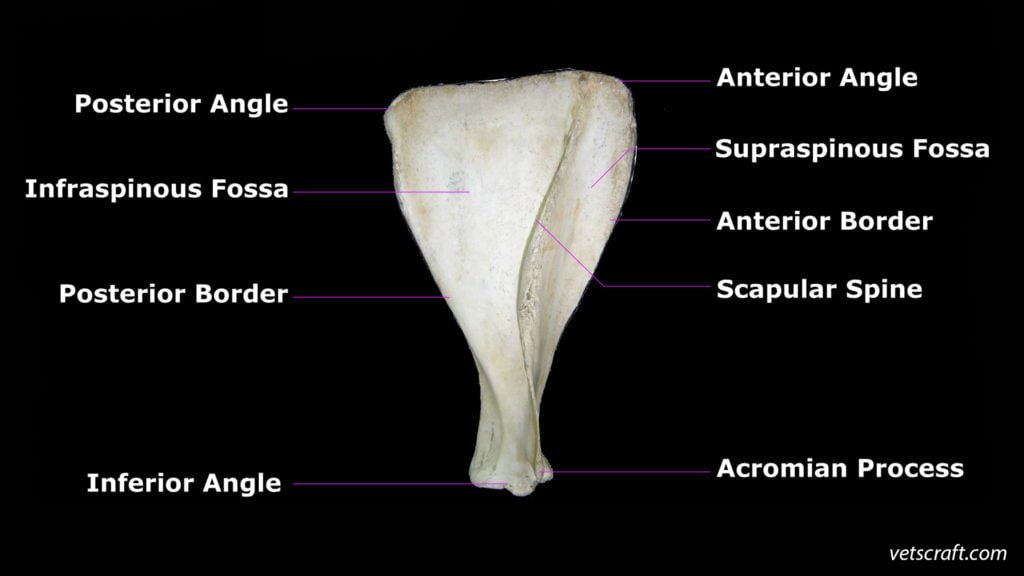 Scapula of Ox (Right side - Lateral view) - vetscraft