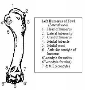 Humerus Bone of Ox, Horse, Pig, Dog, Fowl, Rabbit, Sheep & Goat