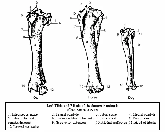 Tibia And Fibula Bones