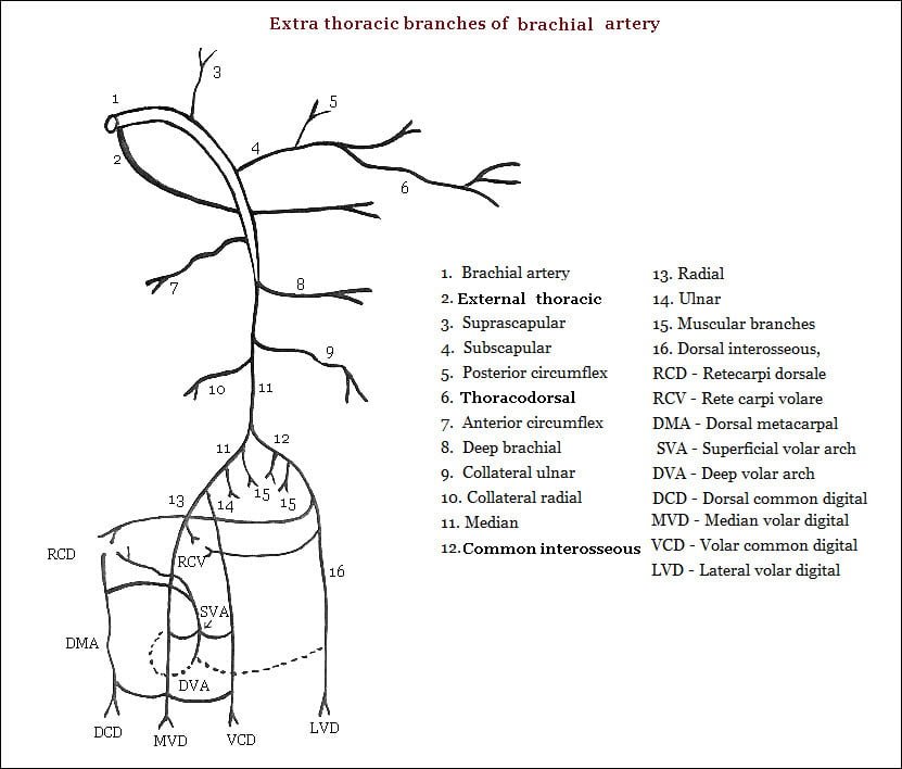 Extra thoracic branches of Brachial artery