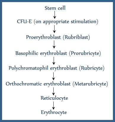 Erythropoiesis in Animals