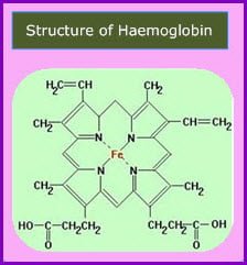 Structure and Function of Hemoglobin in animals