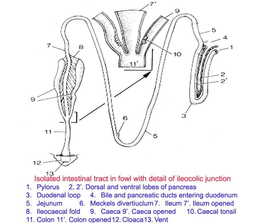110 Drawing Of The Human Small Intestine Illustrations RoyaltyFree  Vector Graphics  Clip Art  iStock