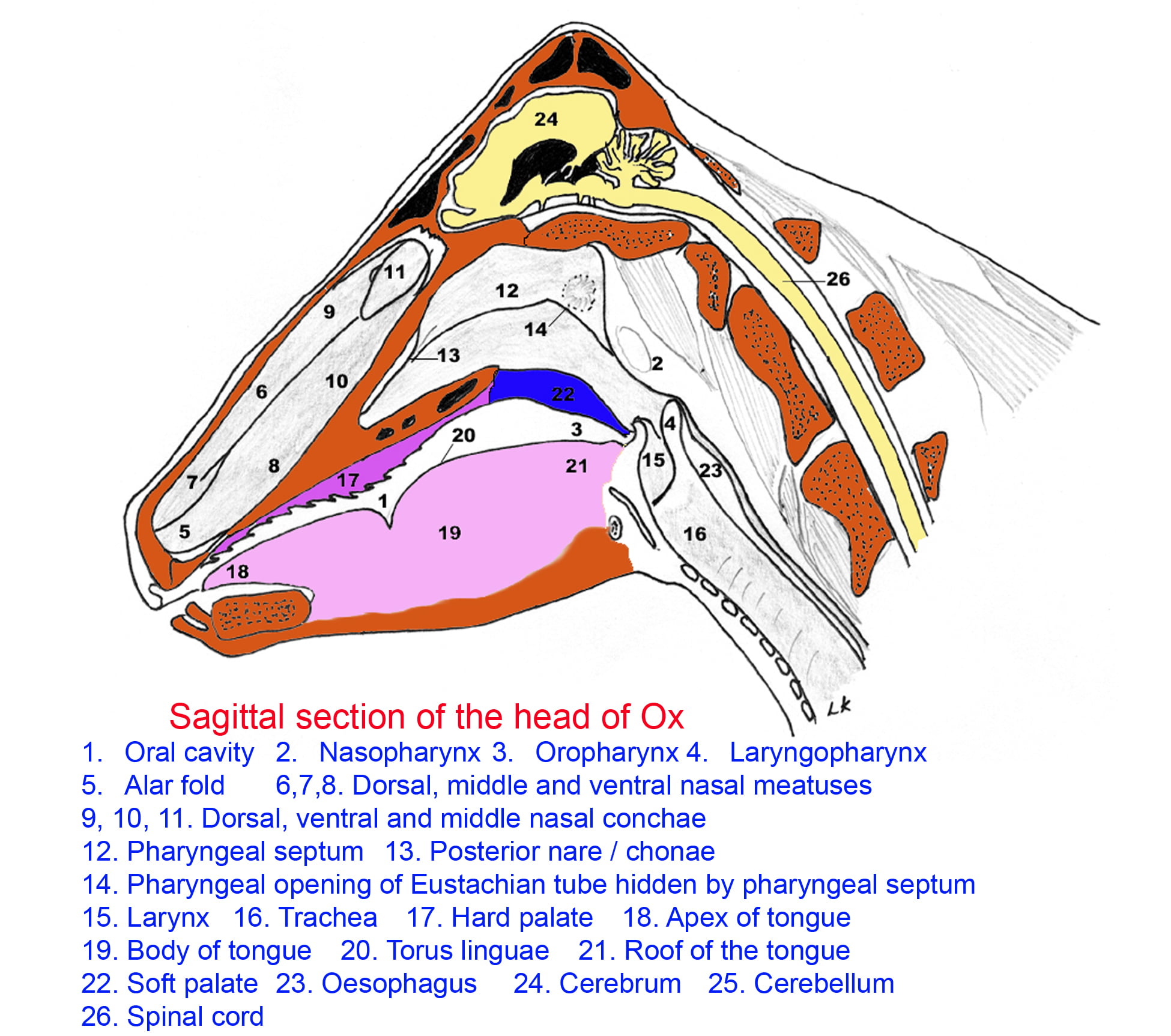 Nasal Cavity of different Animals - Veterinary Anatomy - vetscraft