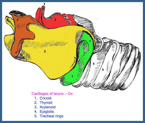 Larynx of Animals- Ox, horse, sheep, goat, dog, cat, rabbit, fowl, pig