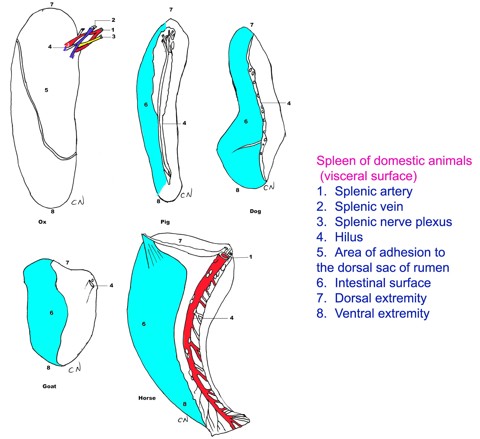 Spleen of Animals - Lymphoid organs - Veterinary Anatomy - vetscraft