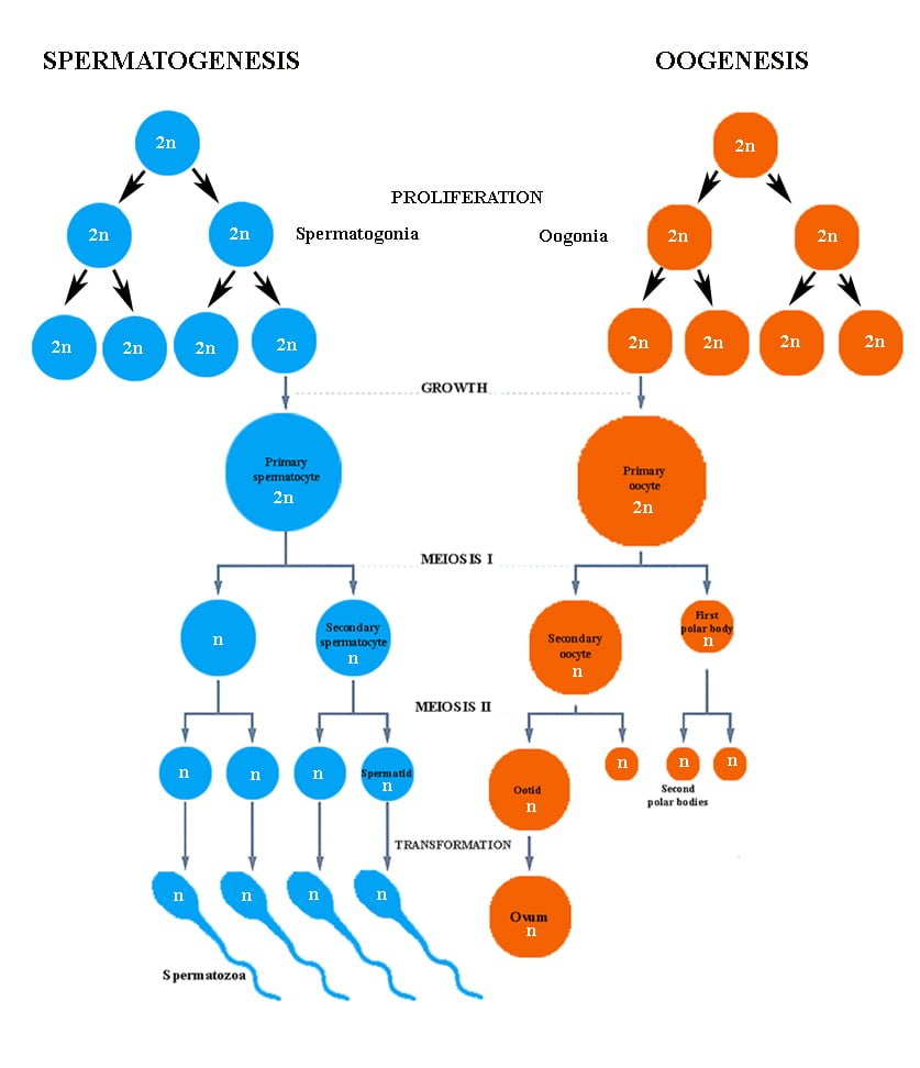 Oogenesis in animals | Process of the Female Gamete Production