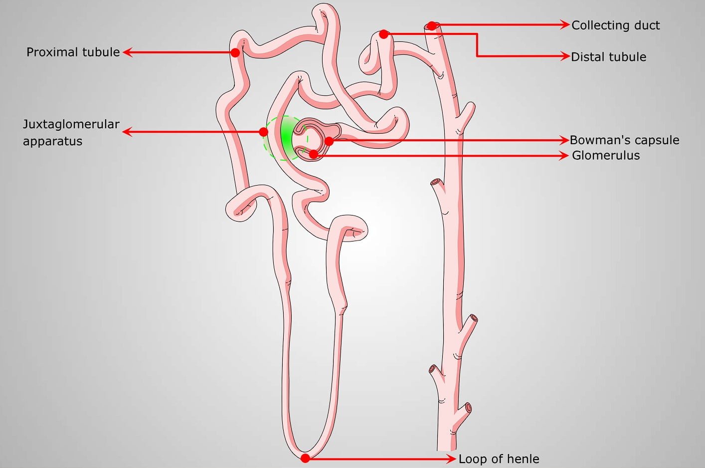 nephron parts