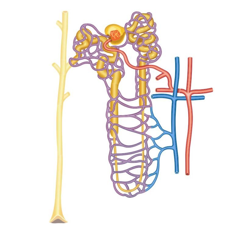Blood supply and innervations of kidney in animals Veterinary Physiology