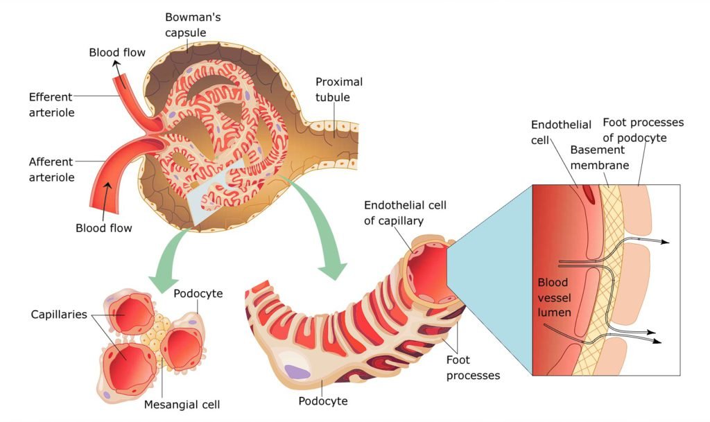Glomerular filtration
