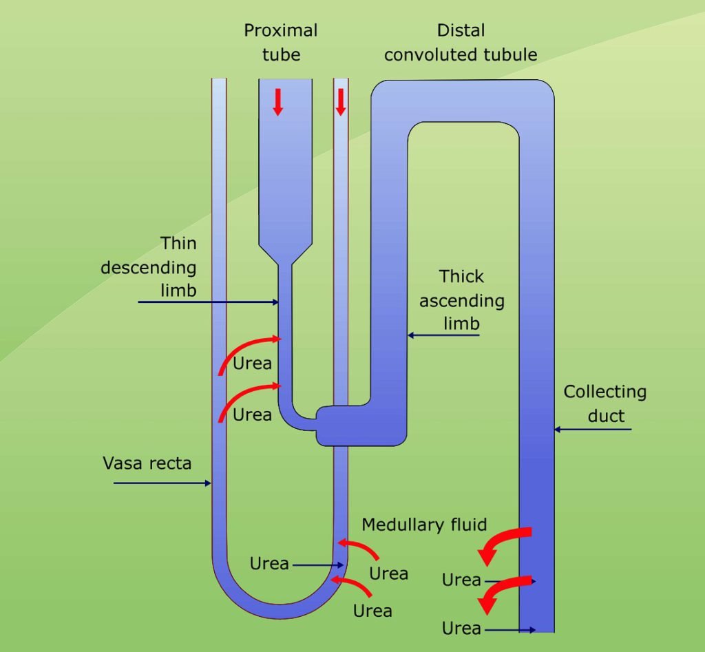 Counter current mechanism of kidney