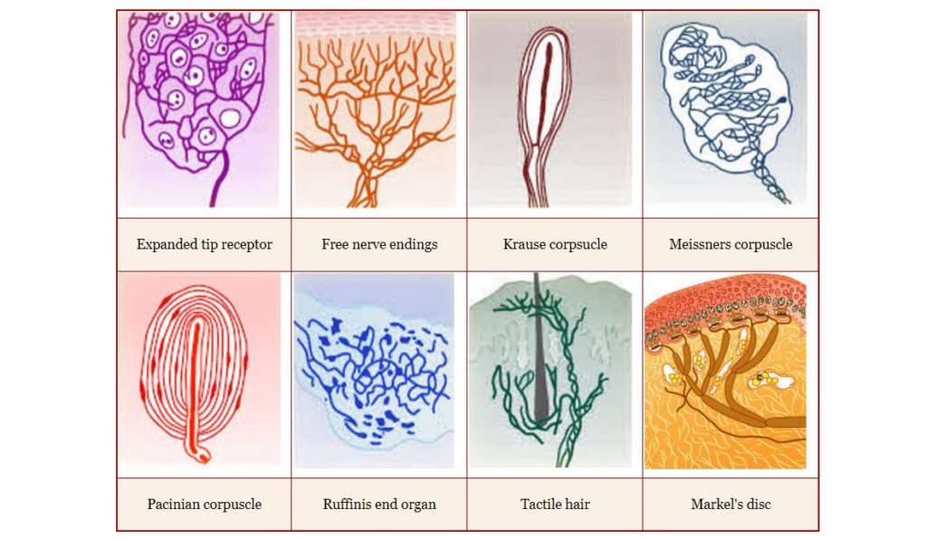 Cutaneous Receptors senses-the-human-body