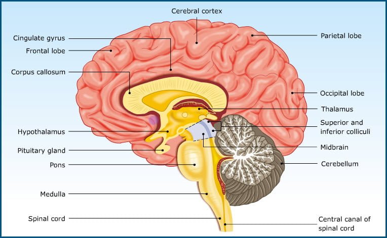 Physiological functions of Cerebral cortex