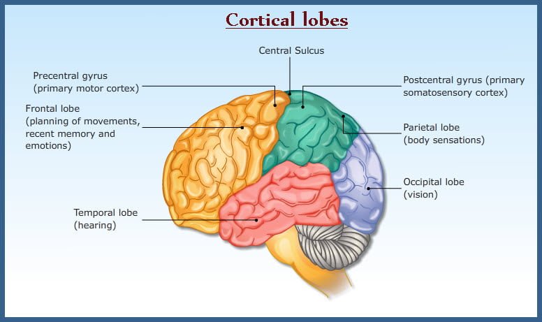 Regions of cerebral hemisphere - Frontal, Parietal, Occipital Lobes