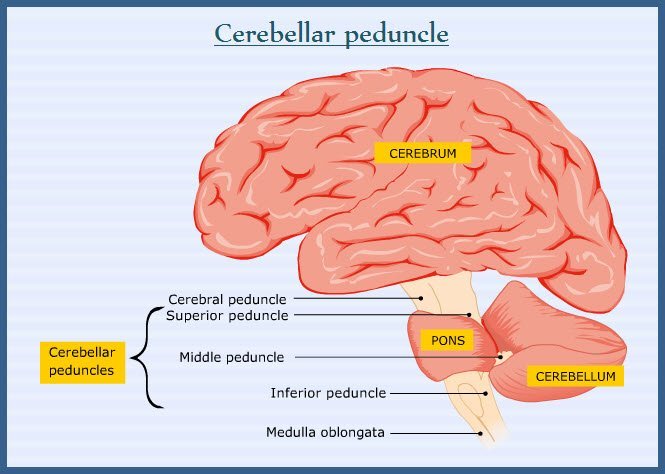 What Is Cerebellar Peduncle Cerebellum What It Is Function What Is Cerebellar Peduncle Cerebellum What It Is Function