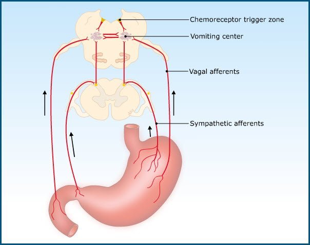 Abdominal Reflex Pathway