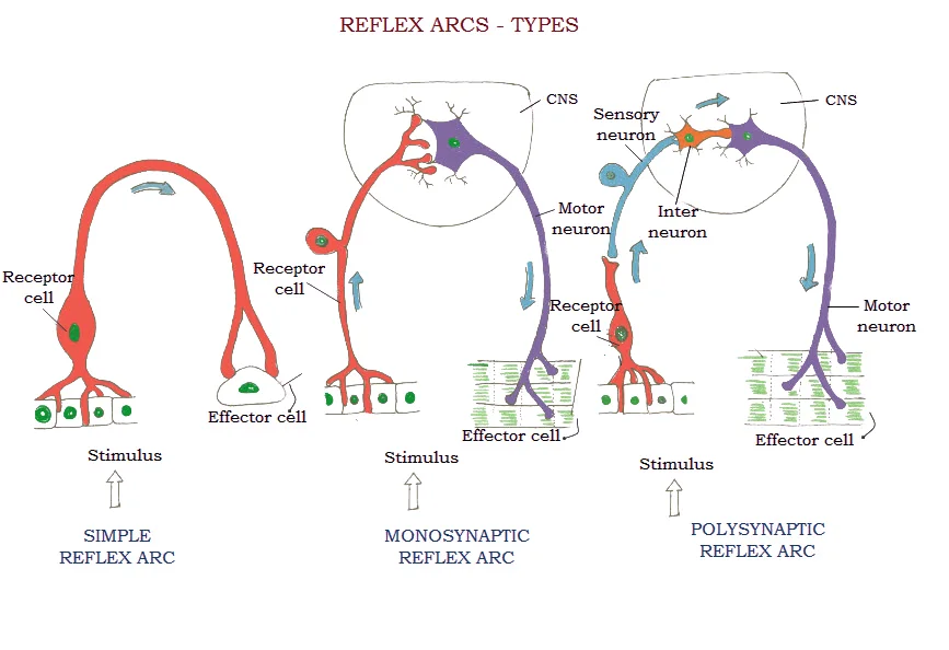 Classification of reflex arcs