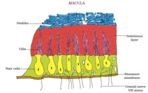 Physiology of Vestibular apparatus