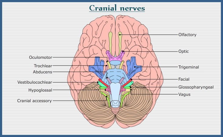 Peripheral Nervous System Cranial Nerves
