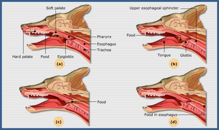 Deglutition (Swallowing) in animals