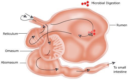 Digestion in ruminants stomach
