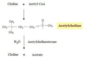 Cholinergic neurotransmission