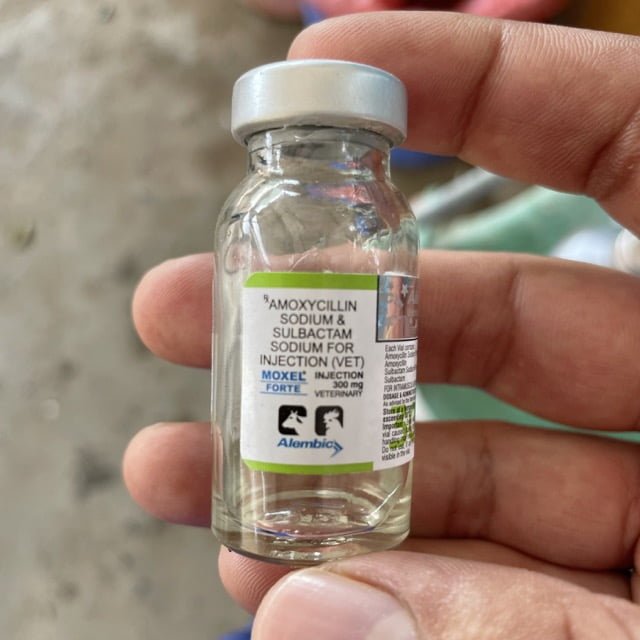 Amoxicillin for animals - Dog, Cat, Horse, Cattle, Pig, Sheep & Goat
