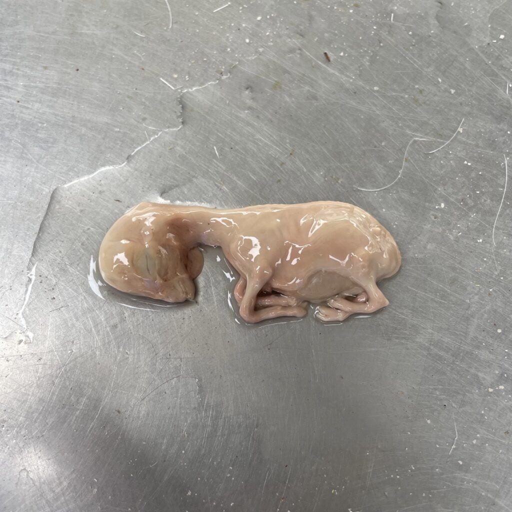 Introduction of Veterinary Embryology - Development of Skeletal System of animals