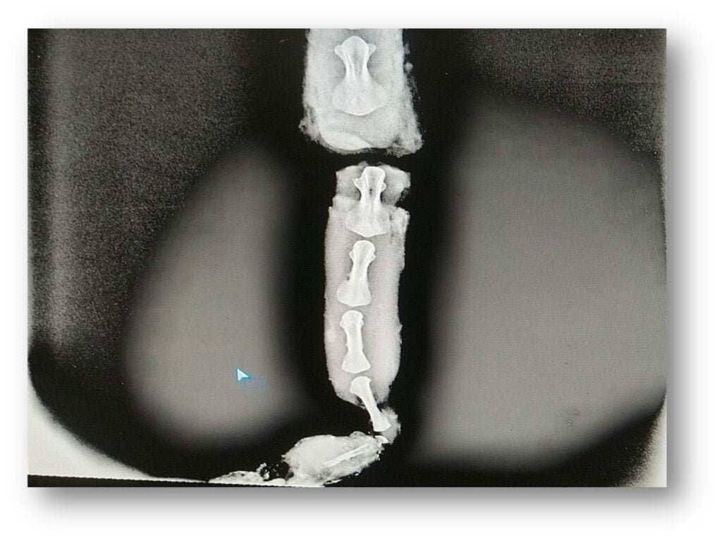 Principles of viewing and interpreting x-ray films- Fracture of 12th coccygeal vertebrae in a buffalo