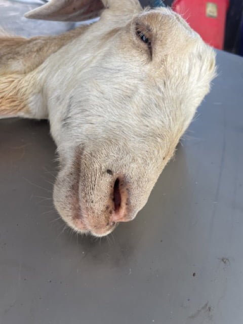Sedatives - Goat Sleeping - Feature Image