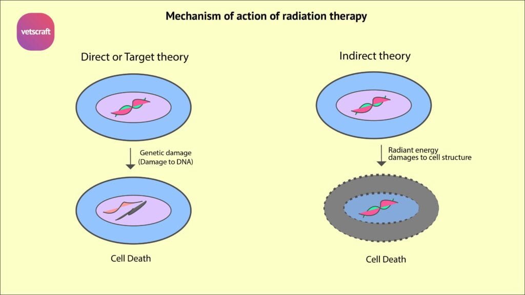 Application and mechanism of radiation therapy