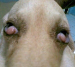 Bilateral Prolapsed nictitans gland in a dog