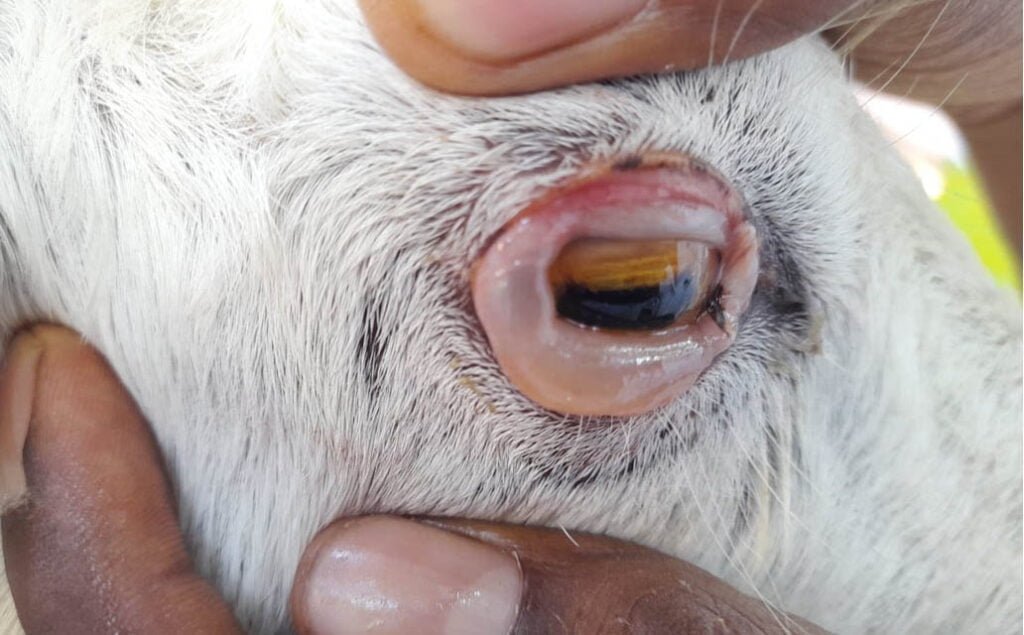 Chemosis in a goat in Conjunctivitis in animals