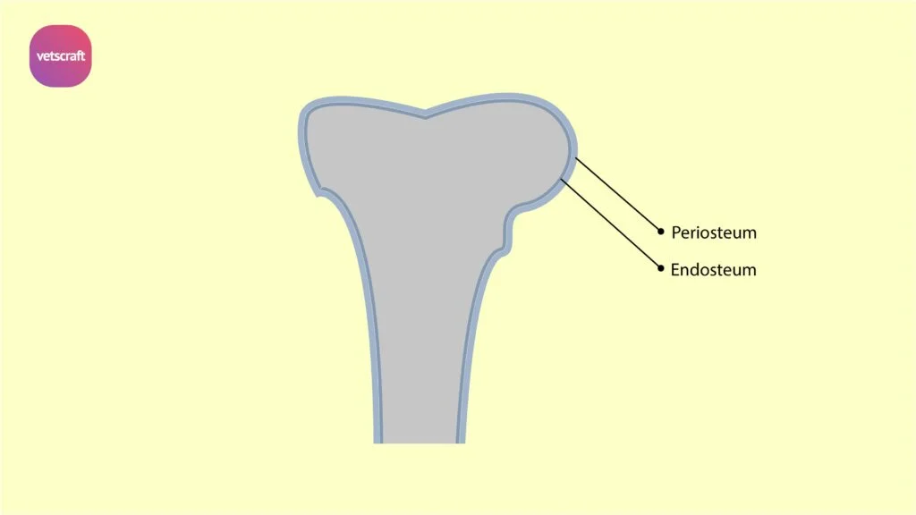Coverings of bone- Periosteum and Endosteum