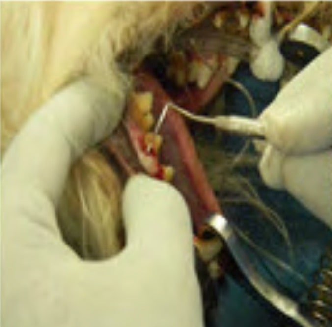 Dental extraction and Bishoping in animals