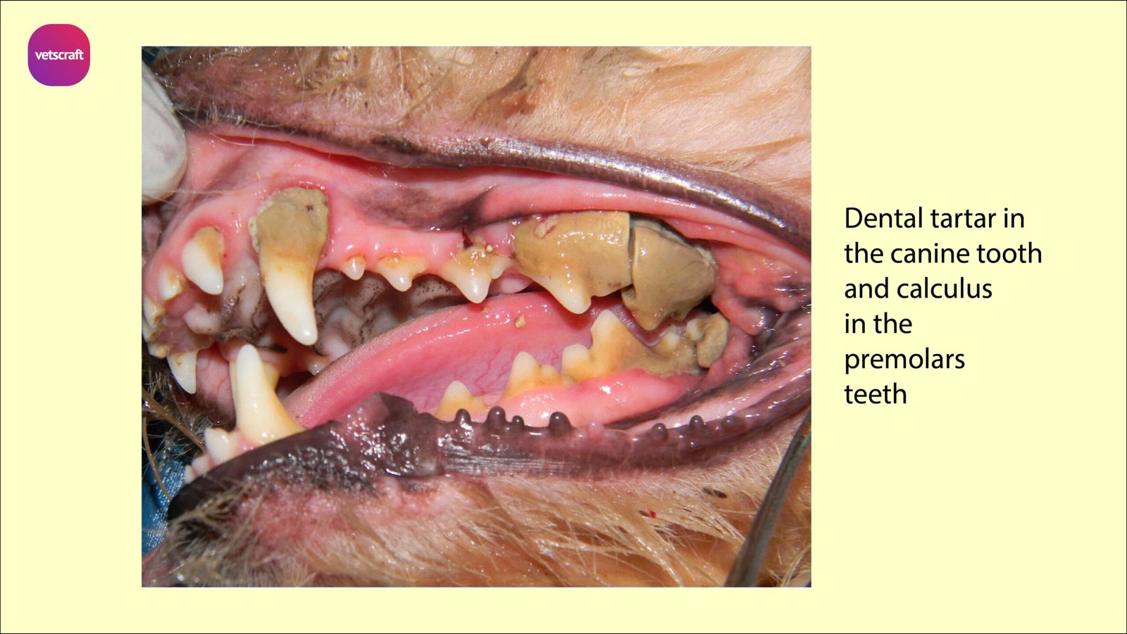 Surgical affections of teeth in animals Veterinary Regional Surgery