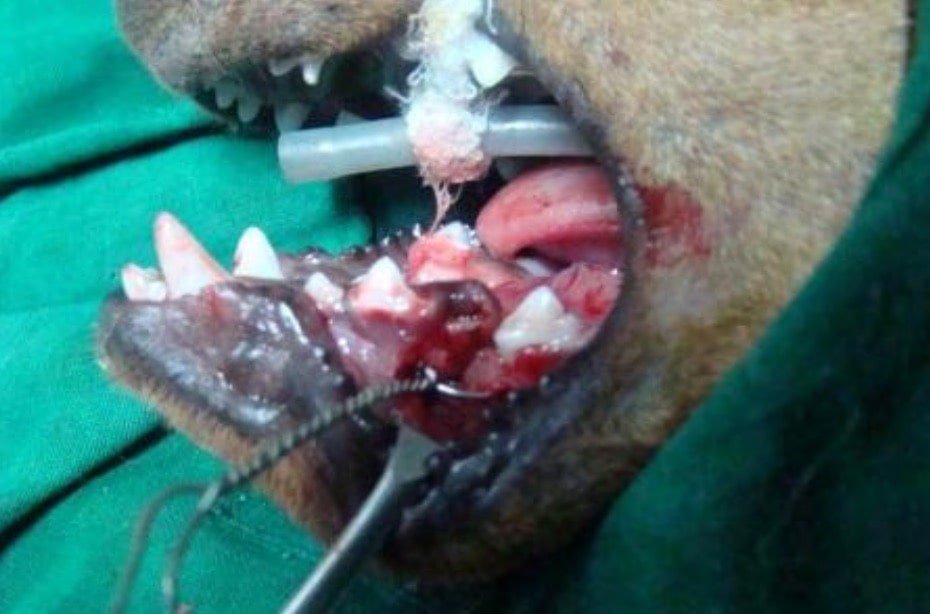 Fracture of mandible in dog- Surgical affections of the Jaws