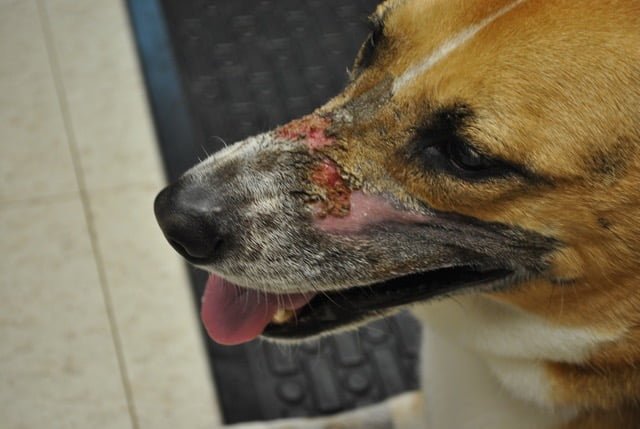 Indications and methods of Radiotherapy