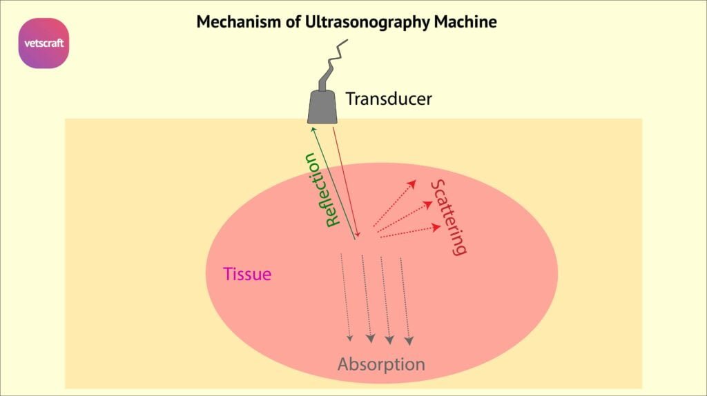 Mechanism of Ultrasonography Machine and Parts of ultrasonography machine for animals
