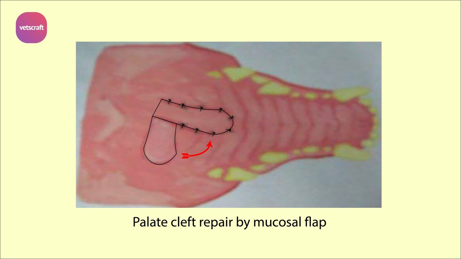 Surgical affections of palate Soft and Hard Palate of Animals
