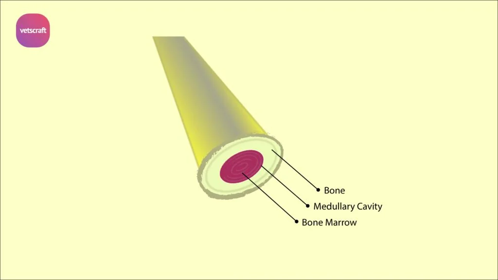 Red and Yellow Bone Marrow in bones of animals