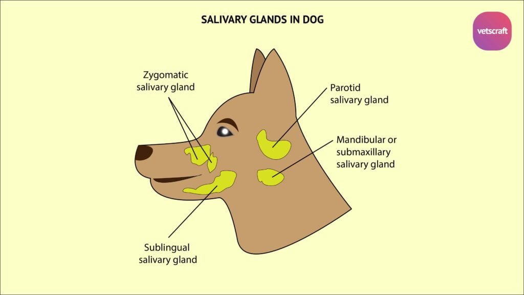 Surgical Affections Of Salivary Glands Fistula Mucocele And Ranula