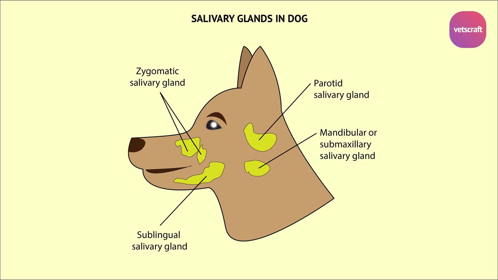 sublingual caruncle dog