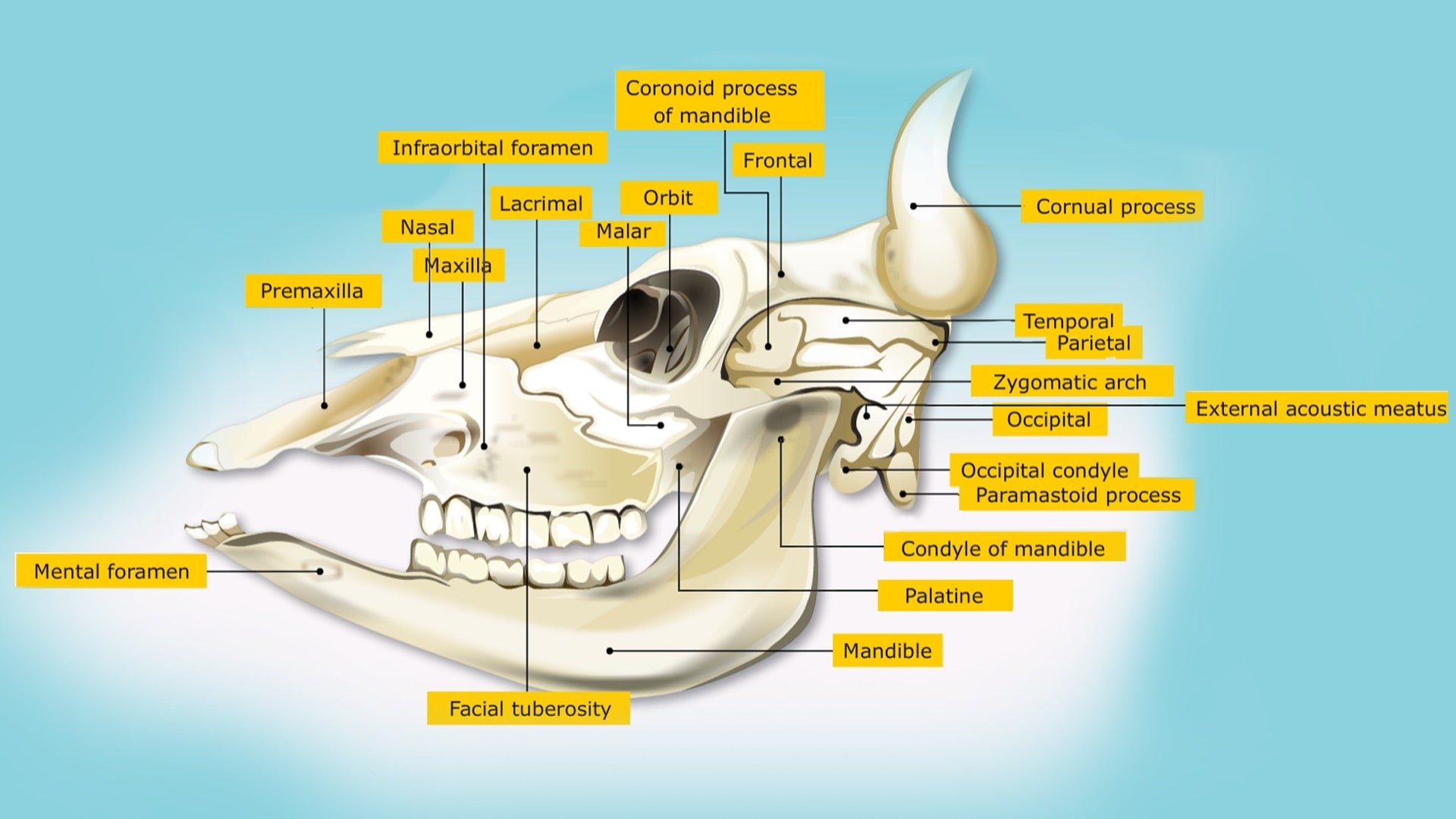 Skull bones of animals, Veterinary Anatomy