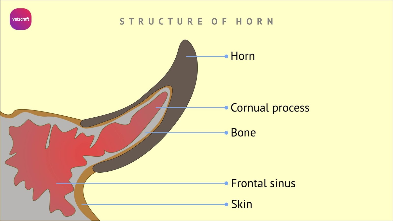Surgical affections of Horns Avulsion, Fissure, Fracture & Cancer